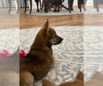 Small #20 Shiba Inu