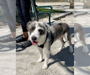 Mutt Dogs for adoption in Mission Viejo, CA, USA