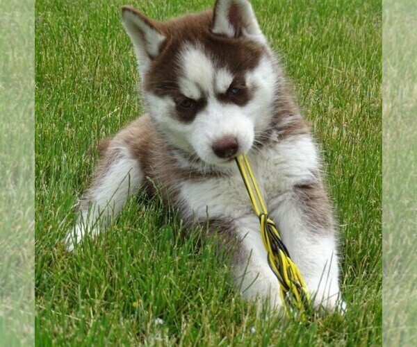 Medium Photo #3 Siberian Husky Puppy For Sale in DANVILLE, PA, USA