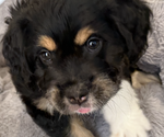 Puppy Puppy 4 Bernedoodle-French Bulldog Mix
