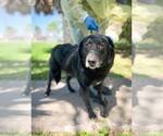 Small #1 Chow Chow-Labrador Retriever Mix