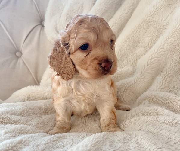 Medium Photo #9 Cock-A-Poo Puppy For Sale in CONCORD, NC, USA
