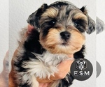 Puppy Laila Schnauzer (Miniature)