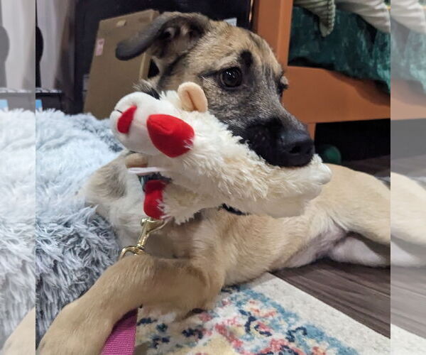 Medium Photo #5 Mutt Puppy For Sale in Brooklyn Center, MN, USA