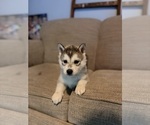 Small #2 Siberian Husky
