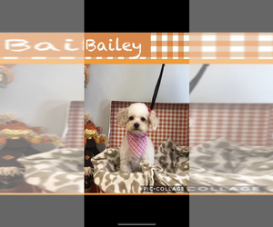 Mother of the Morkie-Poodle (Toy) Mix puppies born on 05/20/2025
