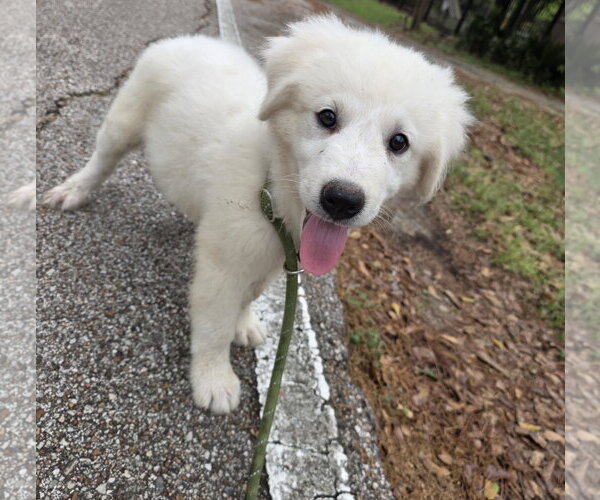 Medium Photo #4 Great Pyrenees Puppy For Sale in Spring, TX, USA
