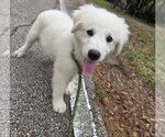 Small #3 Great Pyrenees