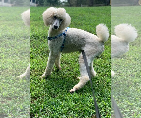 Medium Photo #2 Poodle (Standard) Puppy For Sale in Pacolet, SC, USA