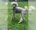 Small Photo #2 Poodle (Standard) Puppy For Sale in Pacolet, SC, USA