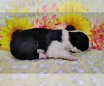 Small Photo #70 Border Collie Puppy For Sale in NORBORNE, MO, USA