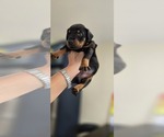 Small Photo #40 Doberman Pinscher Puppy For Sale in WHEELING, IL, USA