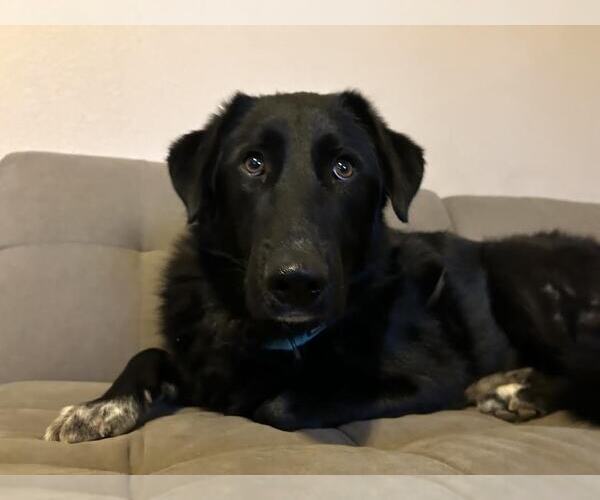 Medium Photo #2 Labrador Retriever-Unknown Mix Puppy For Sale in Clovis, CA, USA