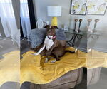 Small American Pit Bull Terrier Mix