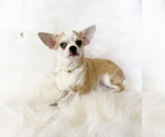 Small #4 Chihuahua