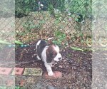 Small #9 English Springer Spaniel