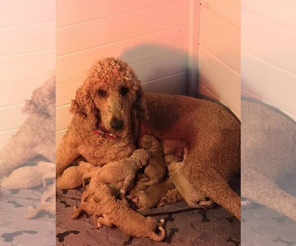 Medium Photo #8 Poodle (Standard) Puppy For Sale in WAGENER, SC, USA