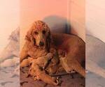 Small Photo #8 Poodle (Standard) Puppy For Sale in WAGENER, SC, USA