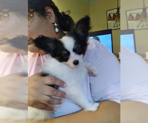Papillon Puppy for sale in MARYVILLE, TN, USA