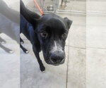 Small Boxer Mix