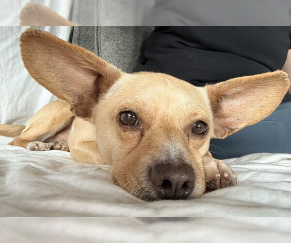 Medium Photo #1 Chihuahua-Unknown Mix Puppy For Sale in Bellevue, WA, USA