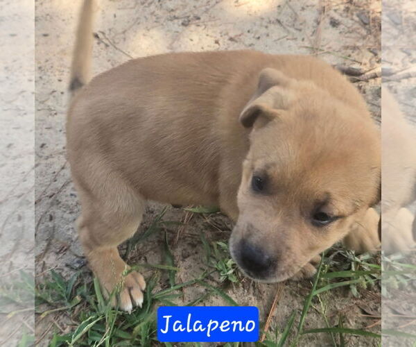 Medium Photo #4 Catahoula Leopard Dog-Labrador Retriever Mix Puppy For Sale in Alexander, AR, USA