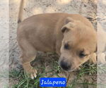 Small #3 Catahoula Leopard Dog-Labrador Retriever Mix