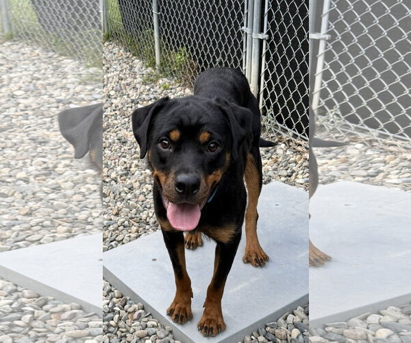 Medium Photo #2 Rottweiler Puppy For Sale in Hillsboro, NH, USA
