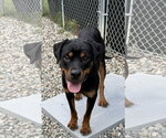 Small #1 Rottweiler