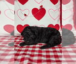 Small Photo #14 Bernedoodle (Miniature) Puppy For Sale in BLACK FOREST, CO, USA