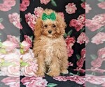 Small #2 Cavapoo-Poodle (Toy) Mix