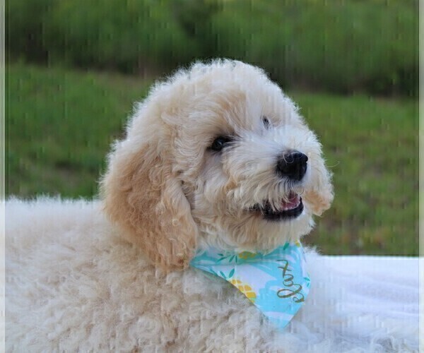 Medium Photo #37 Goldendoodle Puppy For Sale in TIMBERLAKE, NC, USA