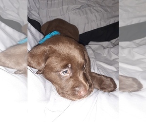 Labrador Retriever Puppy for sale in SPOKANE, WA, USA