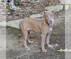 Labrador Retriever-Unknown Mix Dogs for adoption in SHERBURNE, NY, USA