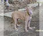 Puppy 5 (NY-Shari) - Male Labrador Retriever-Unknown Mix Dog for Adoption - Small photo