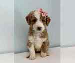Small Photo #1 Aussiedoodle-Labradoodle Mix Puppy For Sale in BRYANTOWN, MD, USA