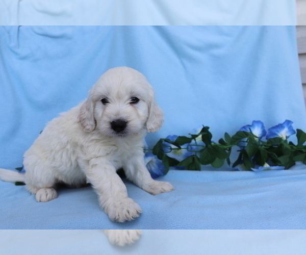 Medium Photo #3 Goldendoodle (Miniature) Puppy For Sale in SHILOH, OH, USA