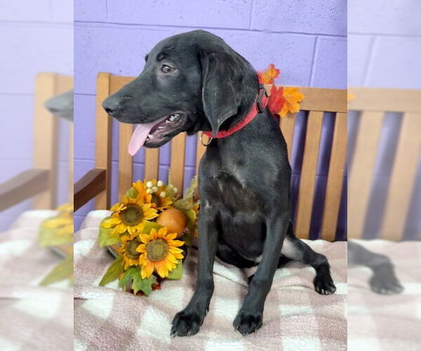 Medium Photo #1 Mutt Puppy For Sale in Genesee, WI, USA