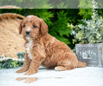 Small Photo #23 Cavapoo Puppy For Sale in KIRKWOOD, PA, USA
