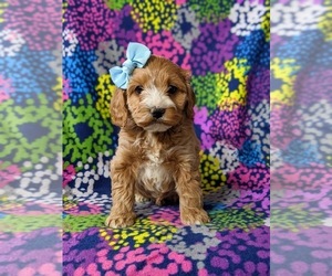 Cock-A-Poo Puppy for sale in LINCOLN UNIV, PA, USA