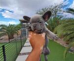 Small Photo #2 French Bulldog Puppy For Sale in N LAS VEGAS, NV, USA