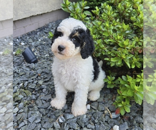 Medium Photo #4 Bernedoodle (Miniature) Puppy For Sale in FRANKLIN, IN, USA