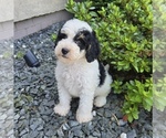 Small #3 Bernedoodle (Miniature)