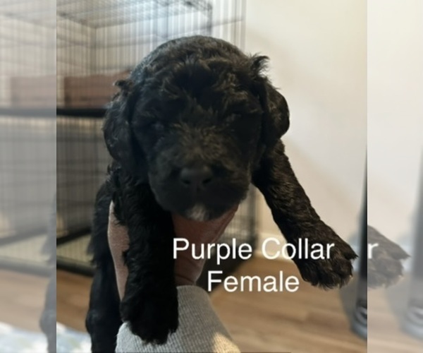 Medium Photo #7 Goldendoodle Puppy For Sale in LAWRENCEVILLE, GA, USA