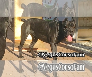 Father of the Cane Corso puppies born on 02/10/2025