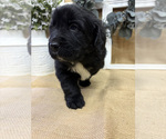 Puppy Luna Newfoundland
