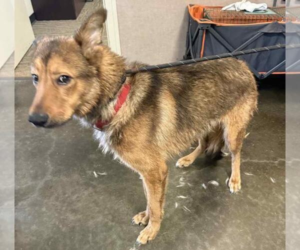 Medium Photo #6 Mutt Puppy For Sale in Rockwall, TX, USA