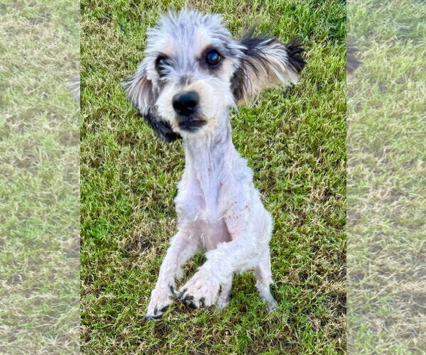 Medium Photo #3 Mutt Puppy For Sale in Royse City, TX, USA