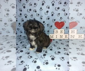 Yorkshire Terrier Puppy for sale in LAPEER, MI, USA