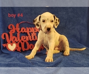Dalmatian Puppy for sale in MC EWEN, TN, USA